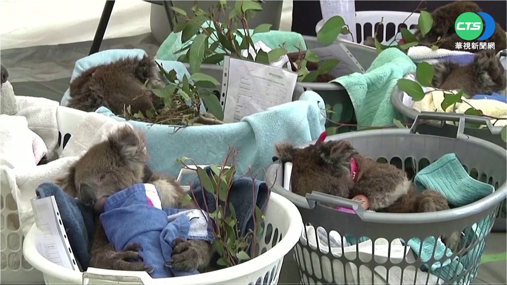 20年數量砍半 澳洲無尾熊列入瀕危物種