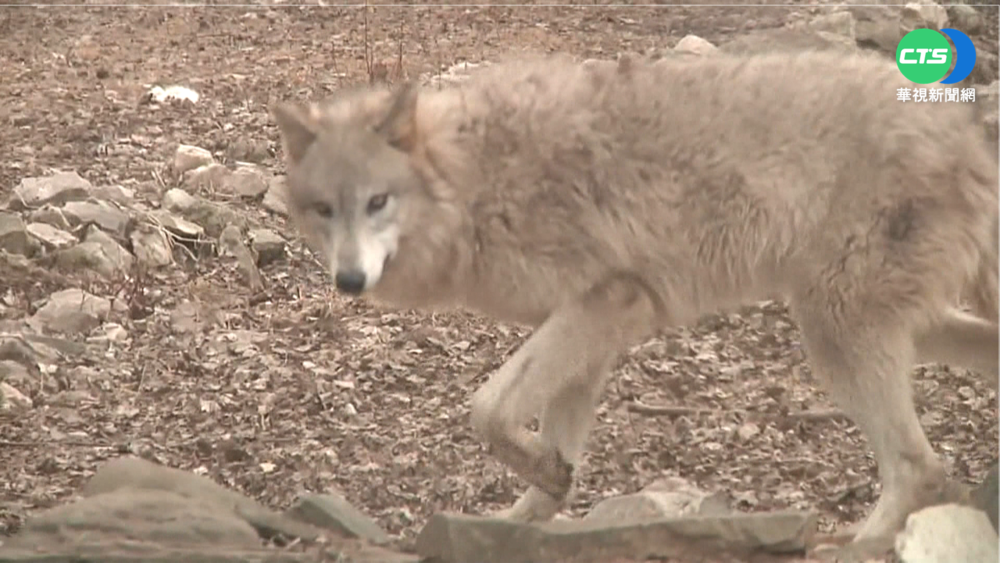 灰狼被踢出瀕危名單 美法官推翻決議
