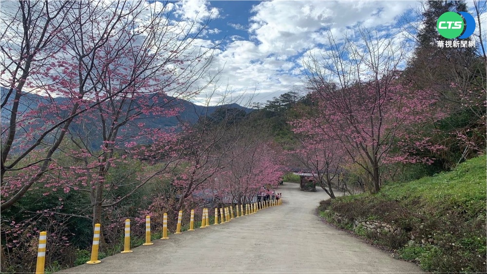 司馬庫斯櫻花提早開 搶賞櫻車潮塞爆山路