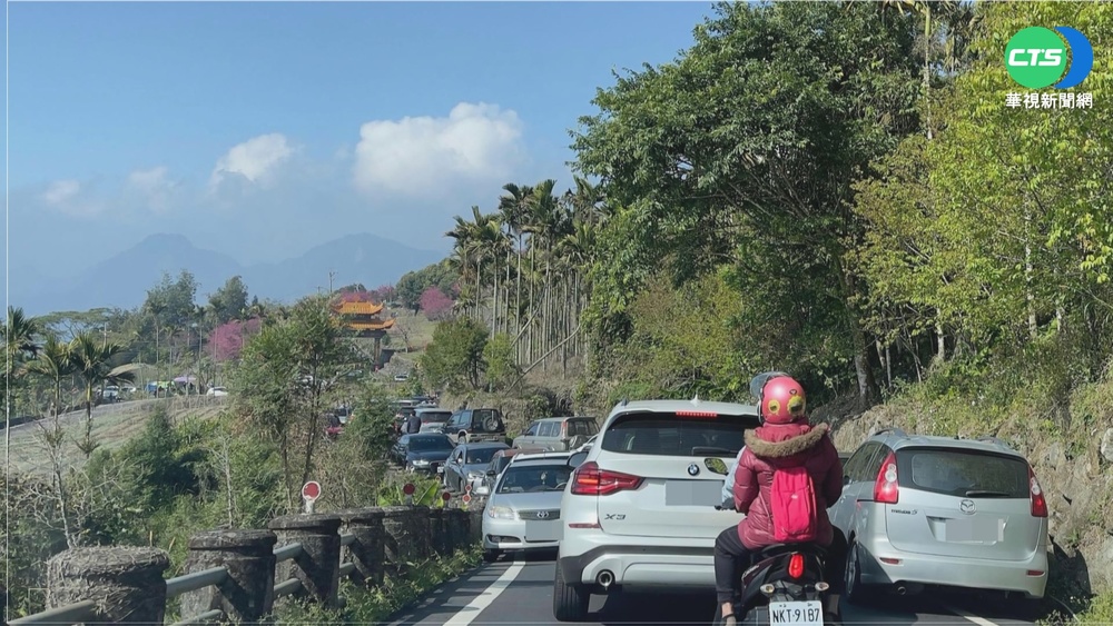 嘉義彌陀禪寺櫻花滿開 車流塞一公里