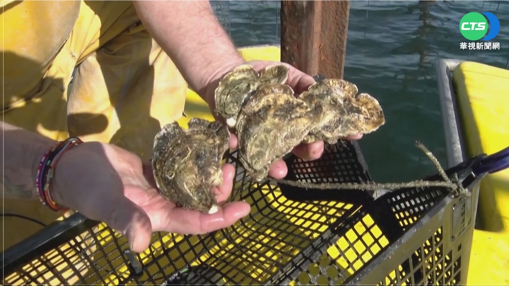 歡度情人節! 法養殖戶培育"愛心牡蠣"