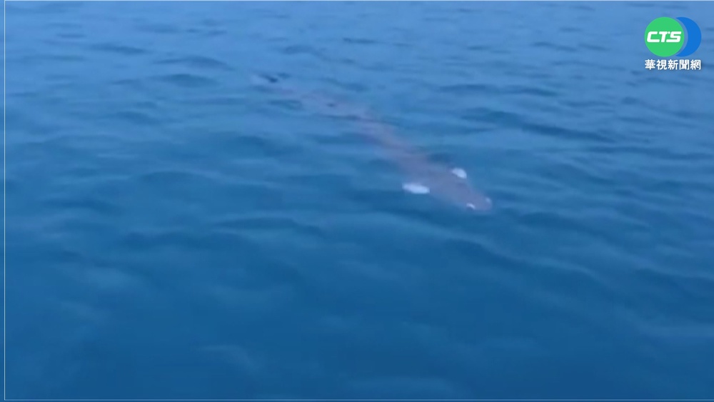 日月潭水怪出沒? 250公分巨魚身分成謎