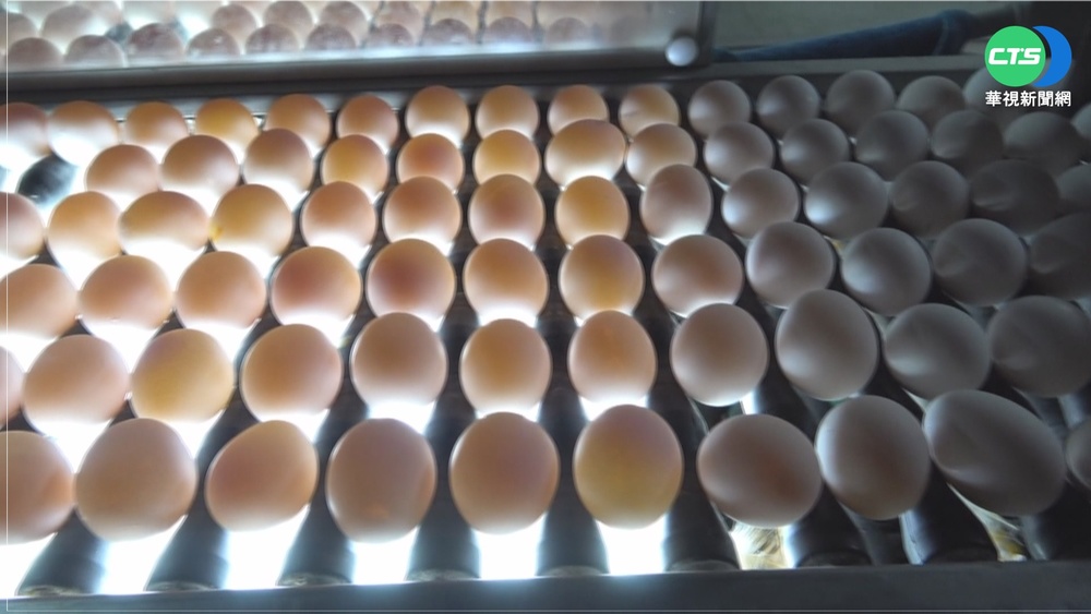 蛋農控"紅盤價"剝削 農委會設平台協調