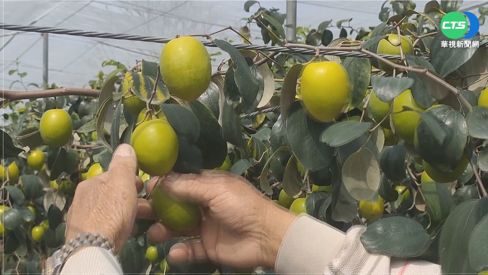 雲林蜜棗晚熟 果農開放自採減少損失