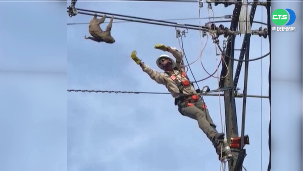 哥國樹懶困纏電線 驚險救援畫面曝光