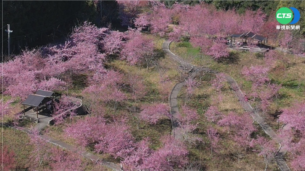 全台最晚櫻花! 福壽山粉紅櫻花盛開