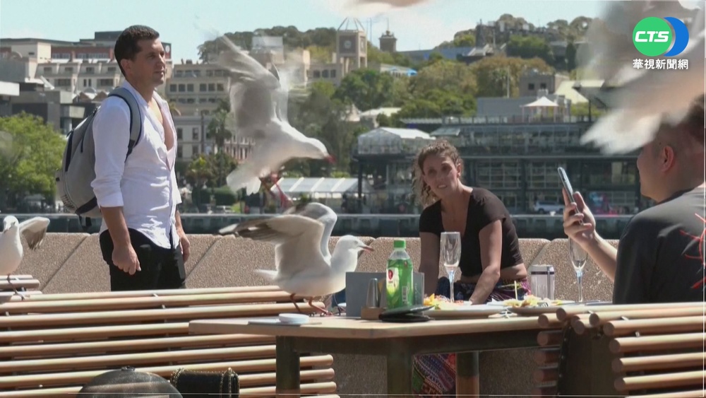 海鷗大軍偷襲 雪梨歌劇院濱海餐廳變調