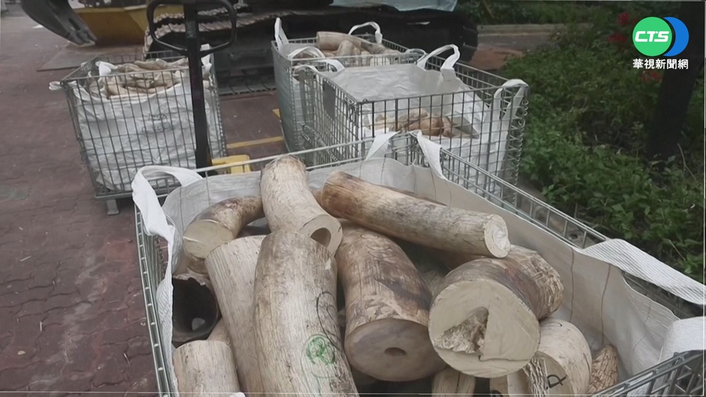 非洲象牙走私猖獗 DNA技術揪犯罪