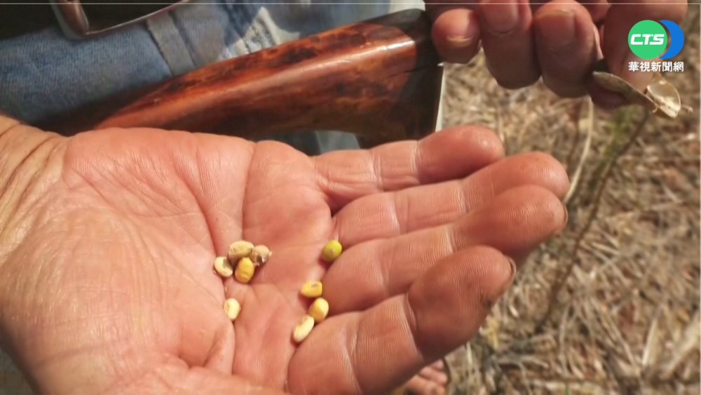 全球第4大出口國! 巴拉圭黃豆產量大減