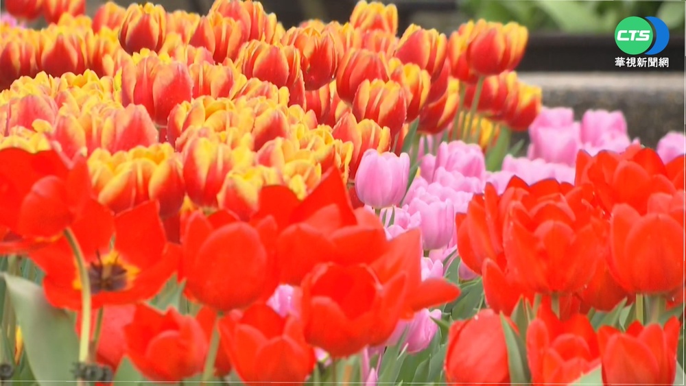 士林官邸鬱金香展 4場景如置身童話世界