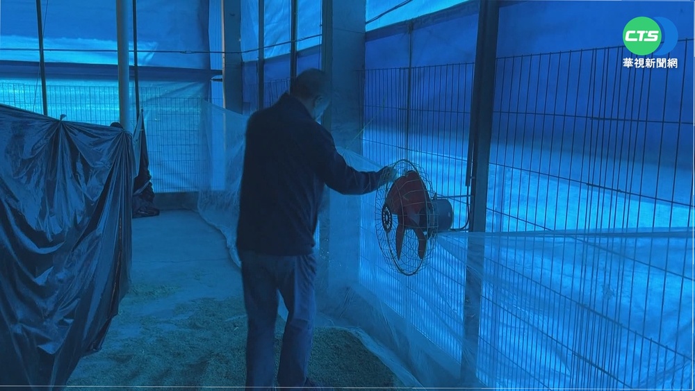 憂"天冷不下蛋" 雞舍圍帆布.裝暖氣護雞