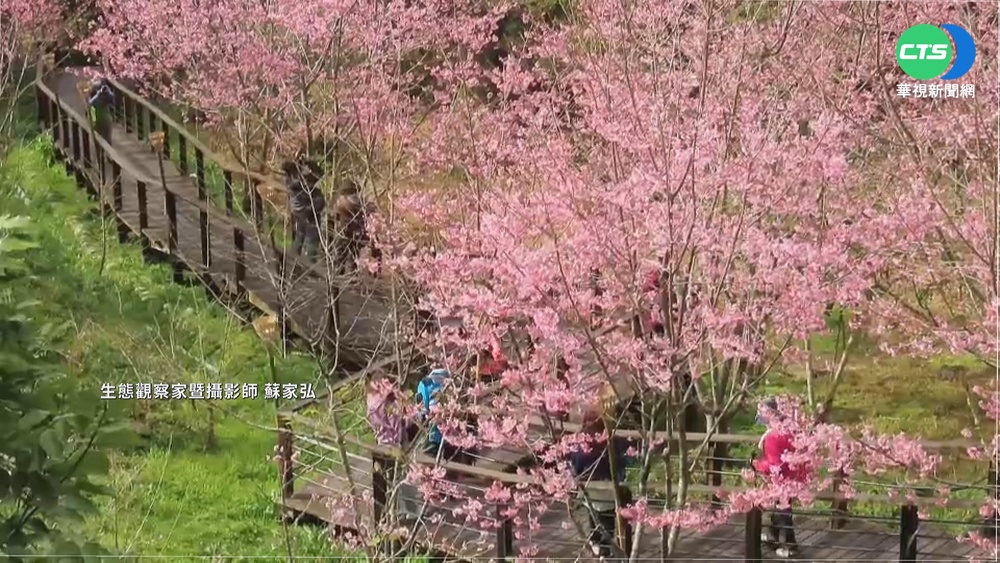 花季未到搶先賞櫻! 阿里山公路沿途滿開