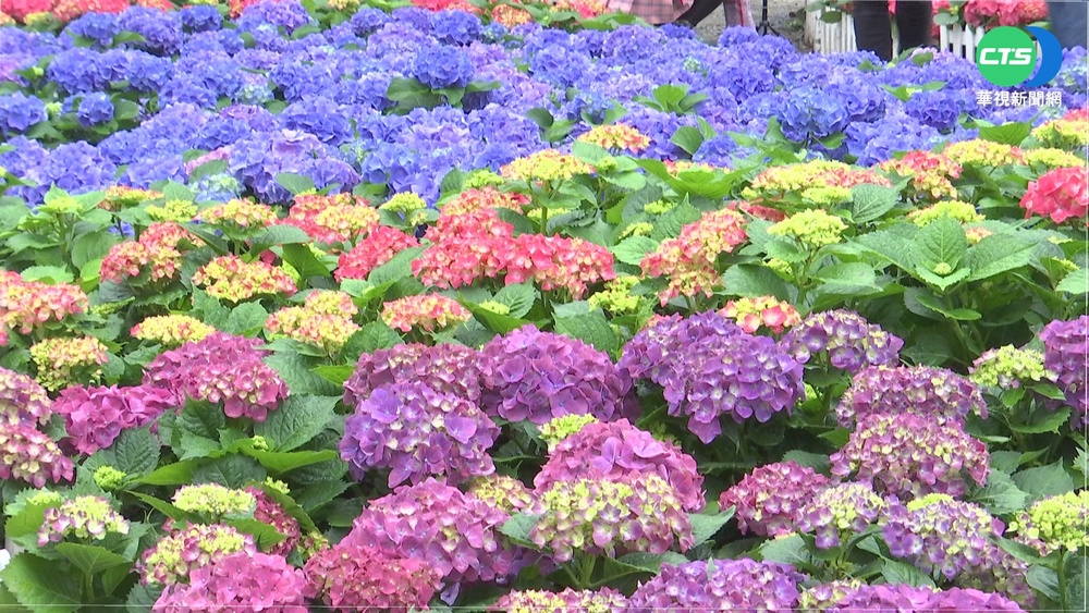 賞花哪"趣"? 花博.大安森林公園百花開