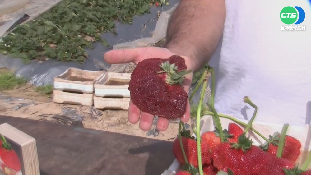 以色列巨型草莓又大又重 289克破紀錄!
