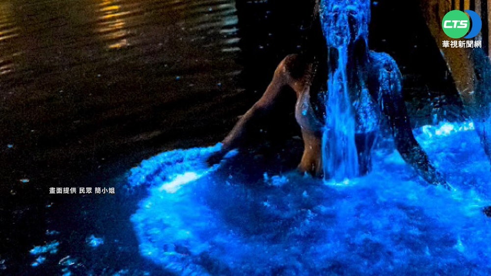 金門藍眼淚大爆發 比基尼美女合拍美照