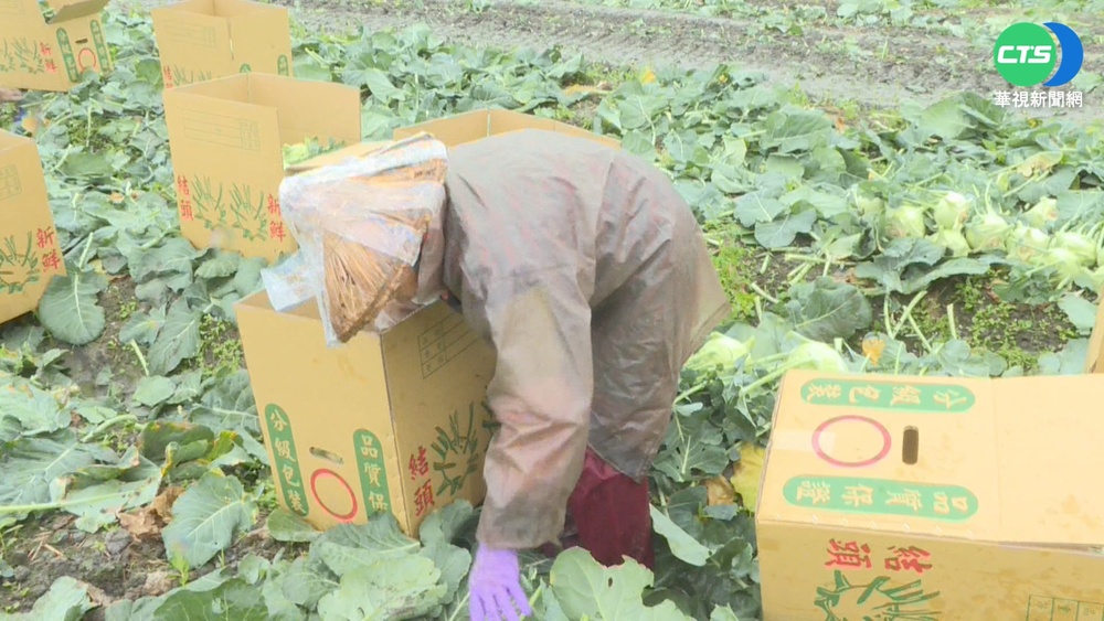 憂菜被泡爛 農民清晨冒10度低溫搶收