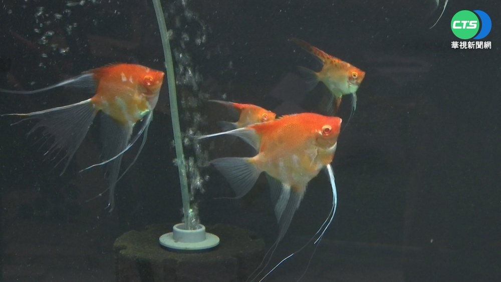 屏東觀賞魚交流賽 高雄養殖業"奪3冠"