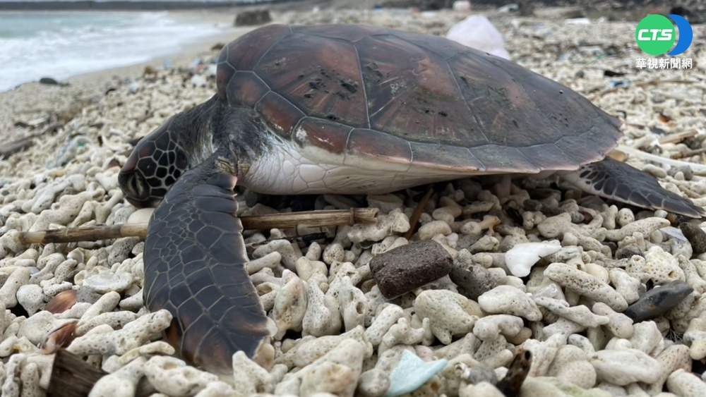 綠蠵龜擱淺澎湖沙灘 岸巡及時救援護送