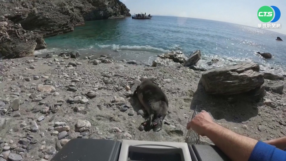 瀕死僧海豹獲救 睽違5個月康復回歸大海