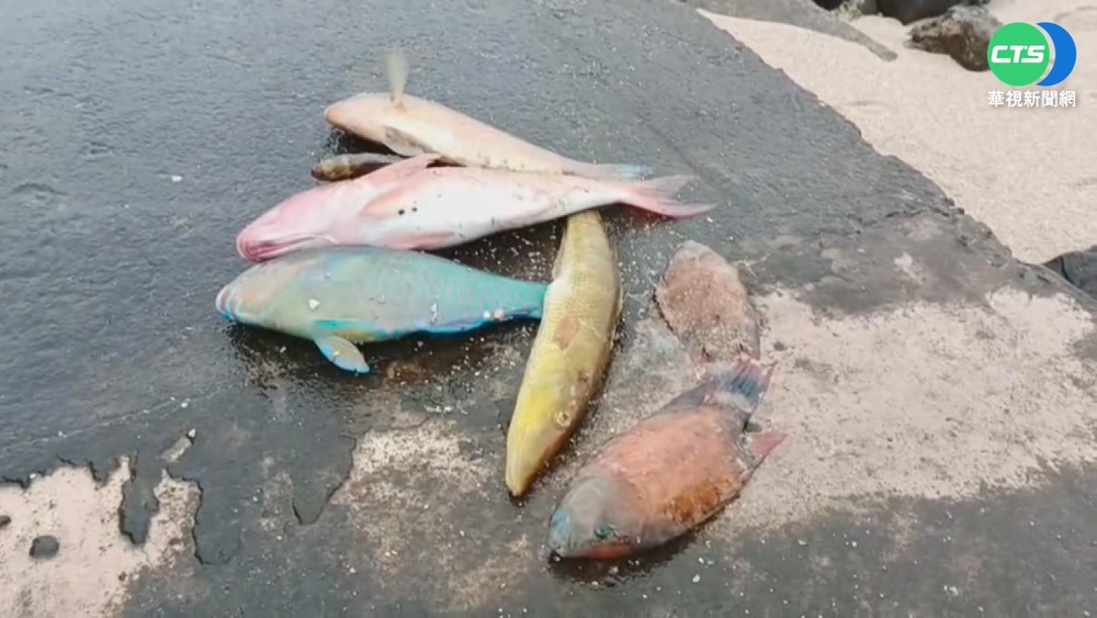 寒流襲澎湖僅13.6度 魚凍僵沖上海岸