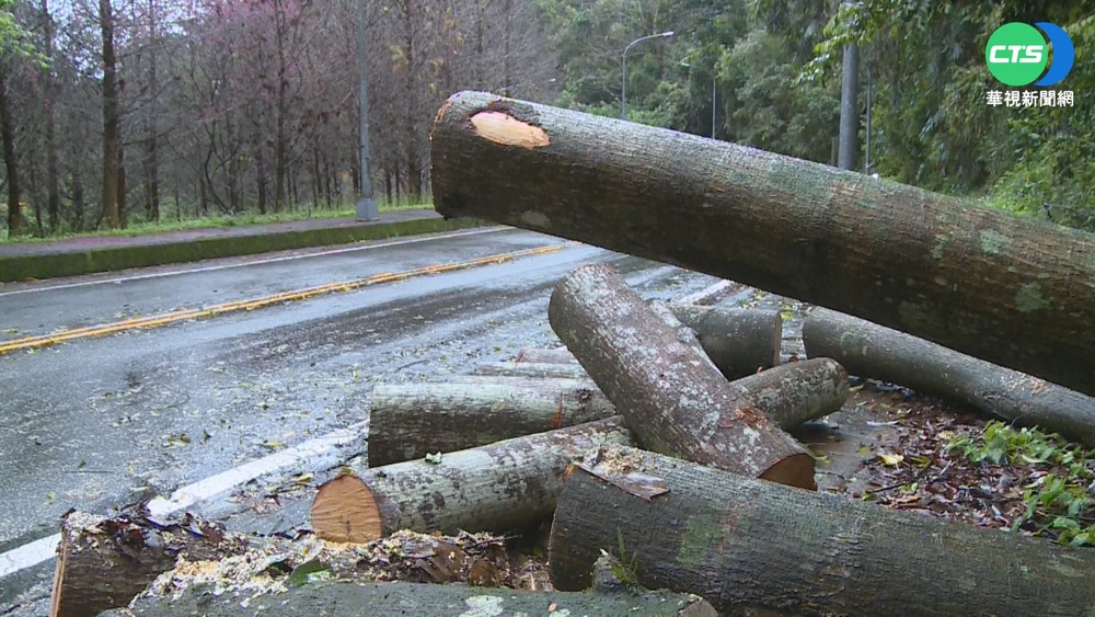 暨南大學校樹倒塌險砸人 機車也"受困"