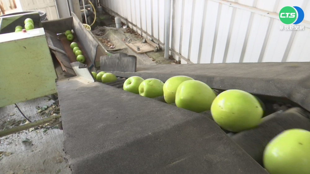 高雄蜜棗年外銷96萬噸 巴黎也買得到!