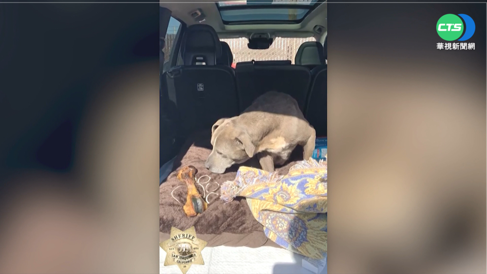 愛犬走失12年奇蹟似找回 飼主驚喜!