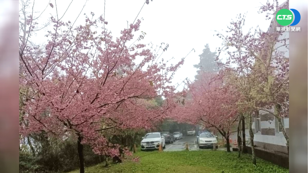向陽派出所櫻花盛開 雲霧繚繞美如仙境