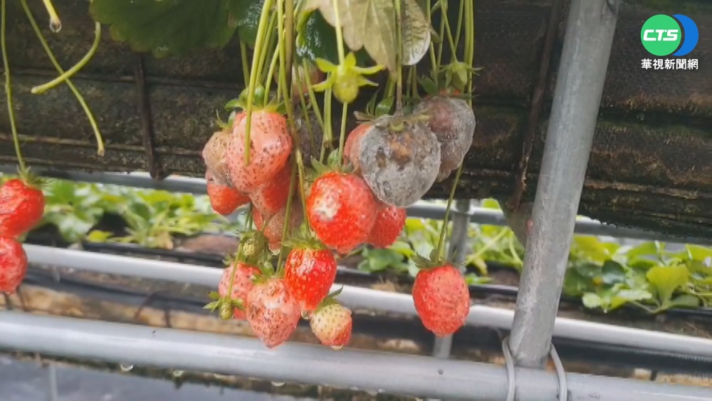 連日雨泡爛大湖草莓 "損5成"農民心淌血