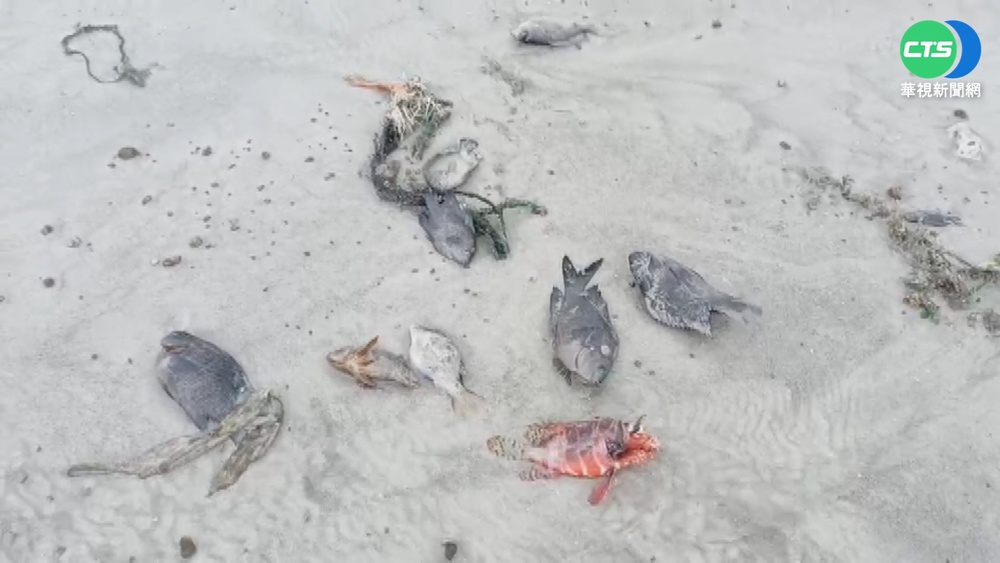 寒流幫加菜! 澎湖民眾樂撿現成"冷凍魚"