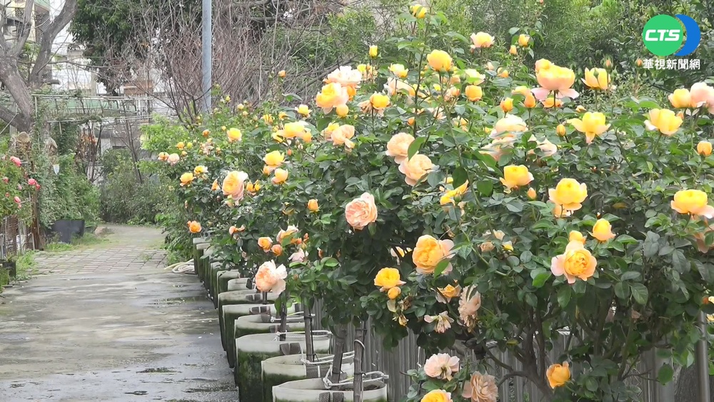 【台語新聞】清水鎮南街玫瑰園盛開 繽紛花海超吸睛