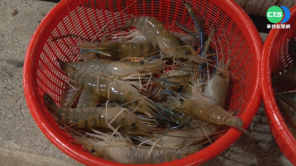"飼料漲+寒害"泰國蝦漲2成 釣蝦場吃不消