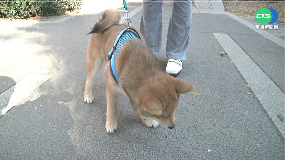 新北動保條例上路! 沒繫狗鍊罰款至少3千