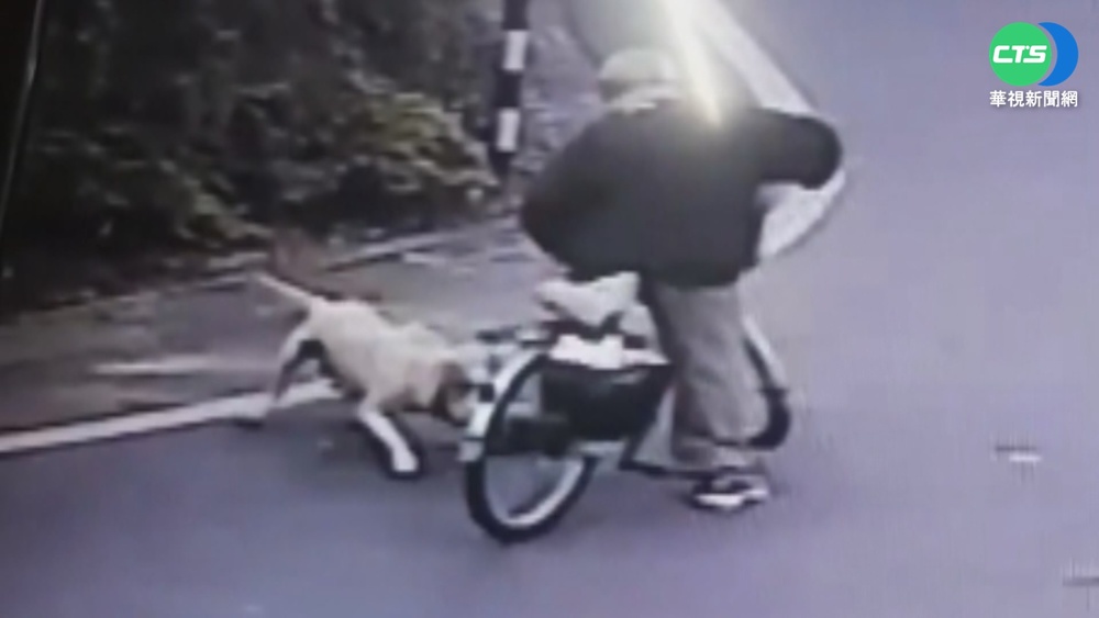 新北人快看! 遛狗不繫繩最重罰1.5萬