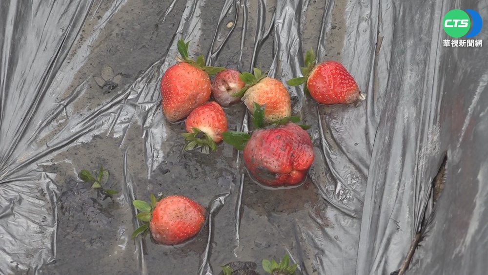 撐不過冰雨摧殘! 彰化葡萄花硬成"石頭"