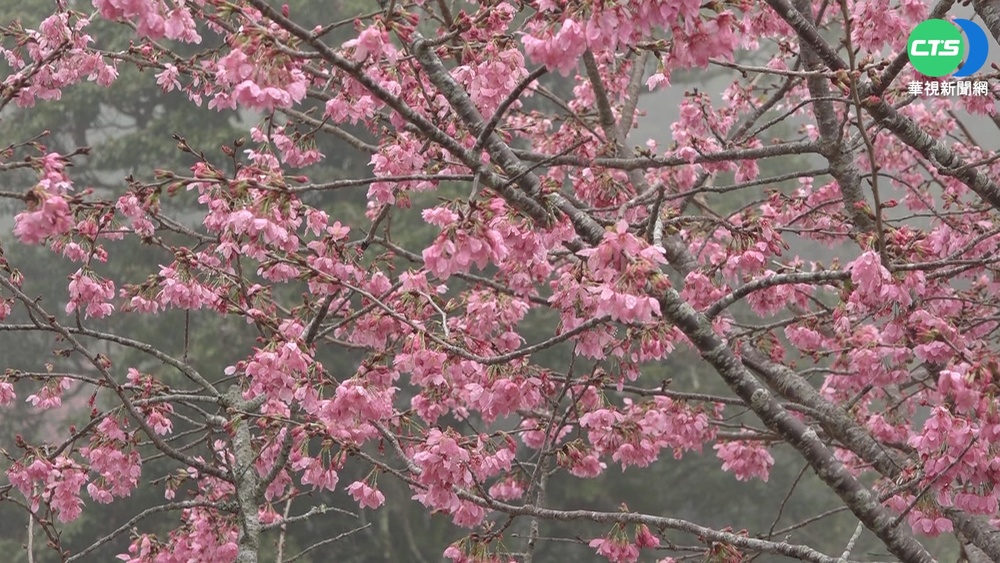 阿里山櫻花盛開! 粉嫩花海超夢幻
