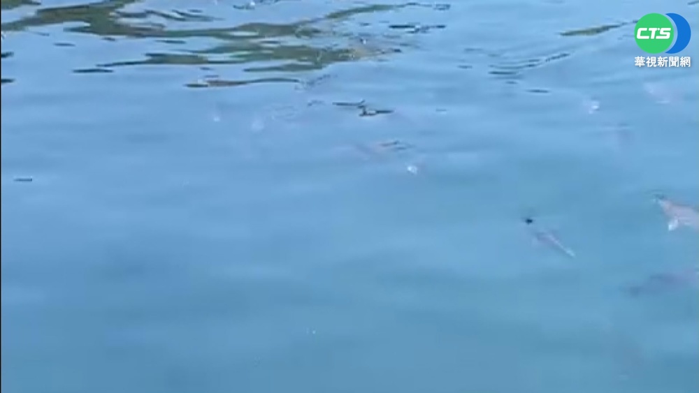 日月潭出現1米大魚 民眾驚"天有異象"?