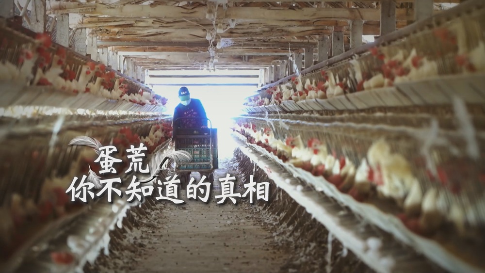 蛋荒 你不知道的真相(上)｜飼料漲價 強迫換羽｜華視新聞雜誌