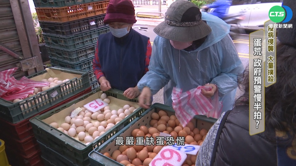 疫病襲大量撲殺 蛋荒政府預警慢半拍?