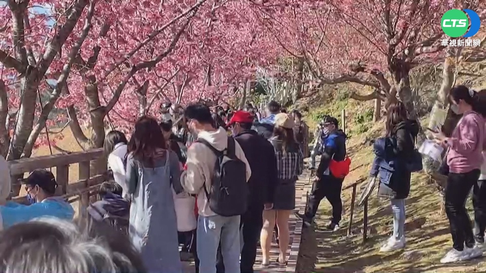 228連假出遊 南投清境日湧逾6000人入園