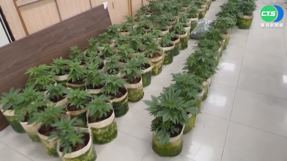透天民宅暗藏毒窟 警查獲大量大麻