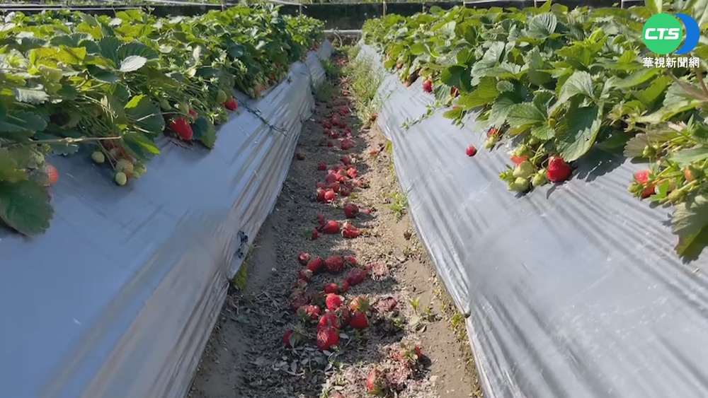 寒流+降雨 大湖草莓爛5成 農委會祭補助