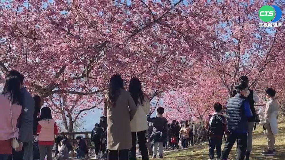 福壽山千櫻園太美 4千遊客入園塞爆