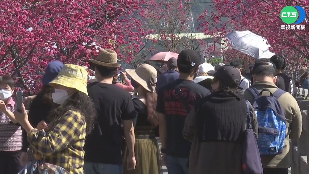 連假最後好天氣! 1.6萬人瘋賞櫻擠爆泰安