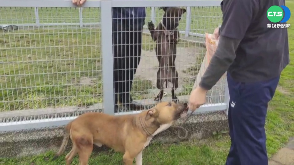 比特犬禁令爆棄養潮 收容數量大增