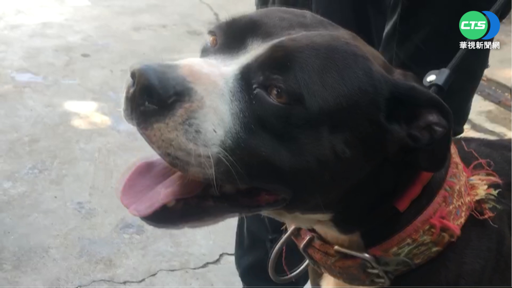 比特犬飼養禁令上路 爆棄養潮.收容量增