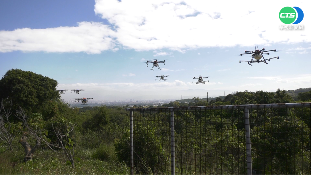 無人機大軍出沒八卦山 噴藥治荔枝椿象