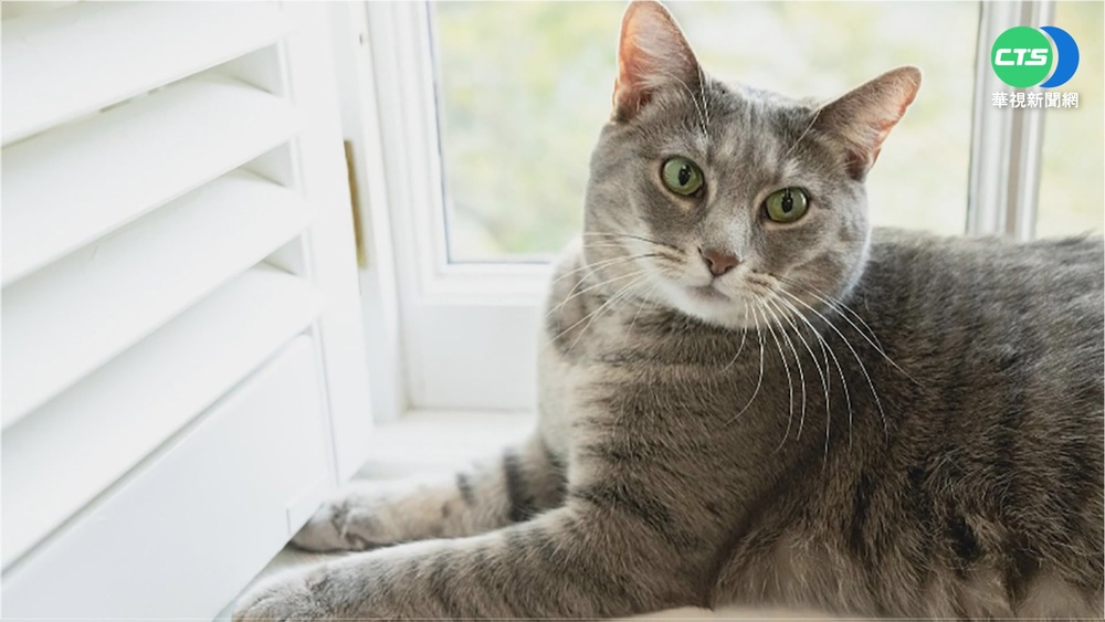 貓咪也制裁！國際愛貓聯盟禁俄貓血統書