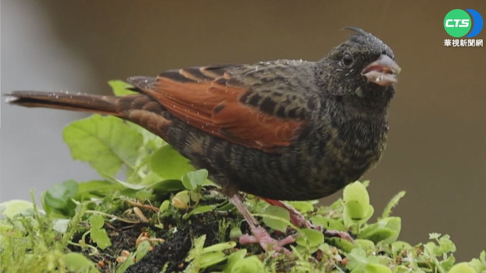 罕見"冠鵐"現身苗栗三義 鳥友朝聖搶拍