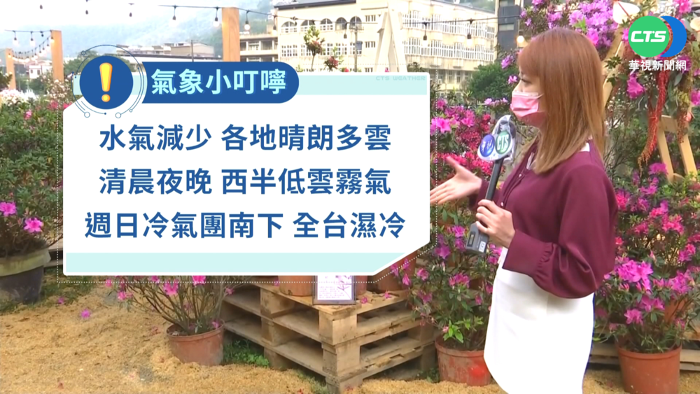 週末賞花去! 新北萬金杜鵑花聚落盛大開展